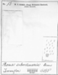 Diaporthe subordinaria image